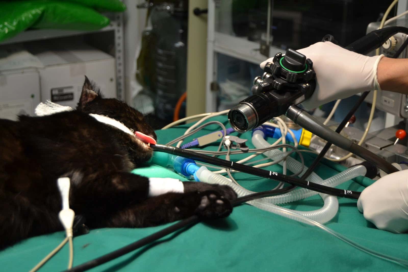 Clínica Veterinaria San Antonio