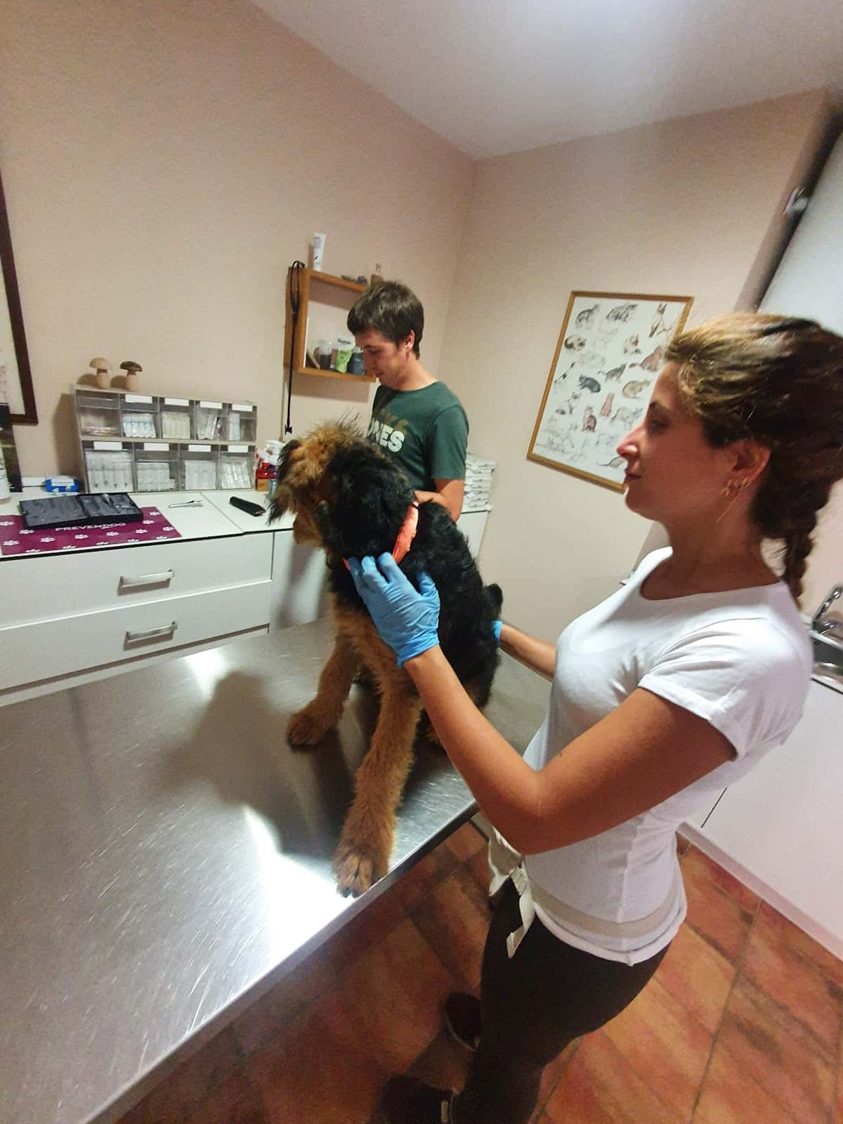 Almanzor Servicios Veterinarios