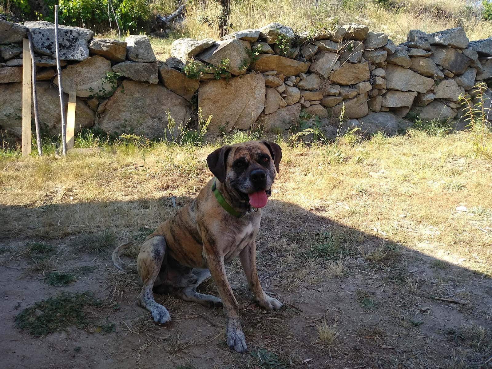Clínica Veterinaria S.Castellano