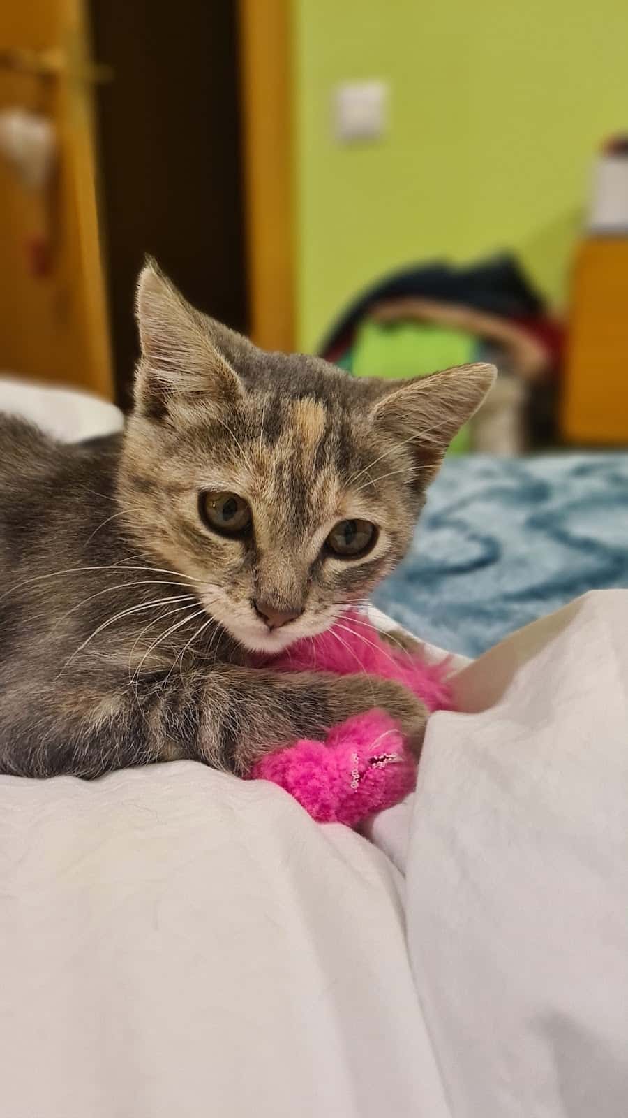 Clínica Veterinaria Albeitar Sur