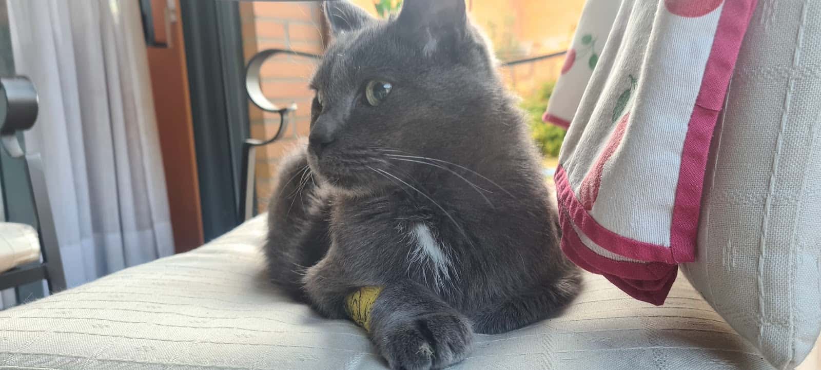 Clínica Veterinaria Albeitar Sur