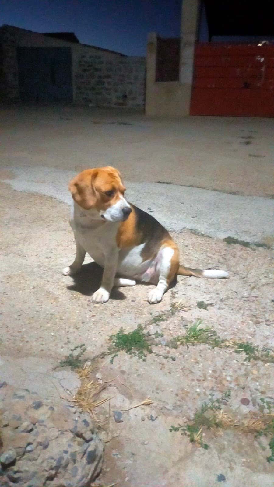 Clínica Veterinaria Albeitar Sur