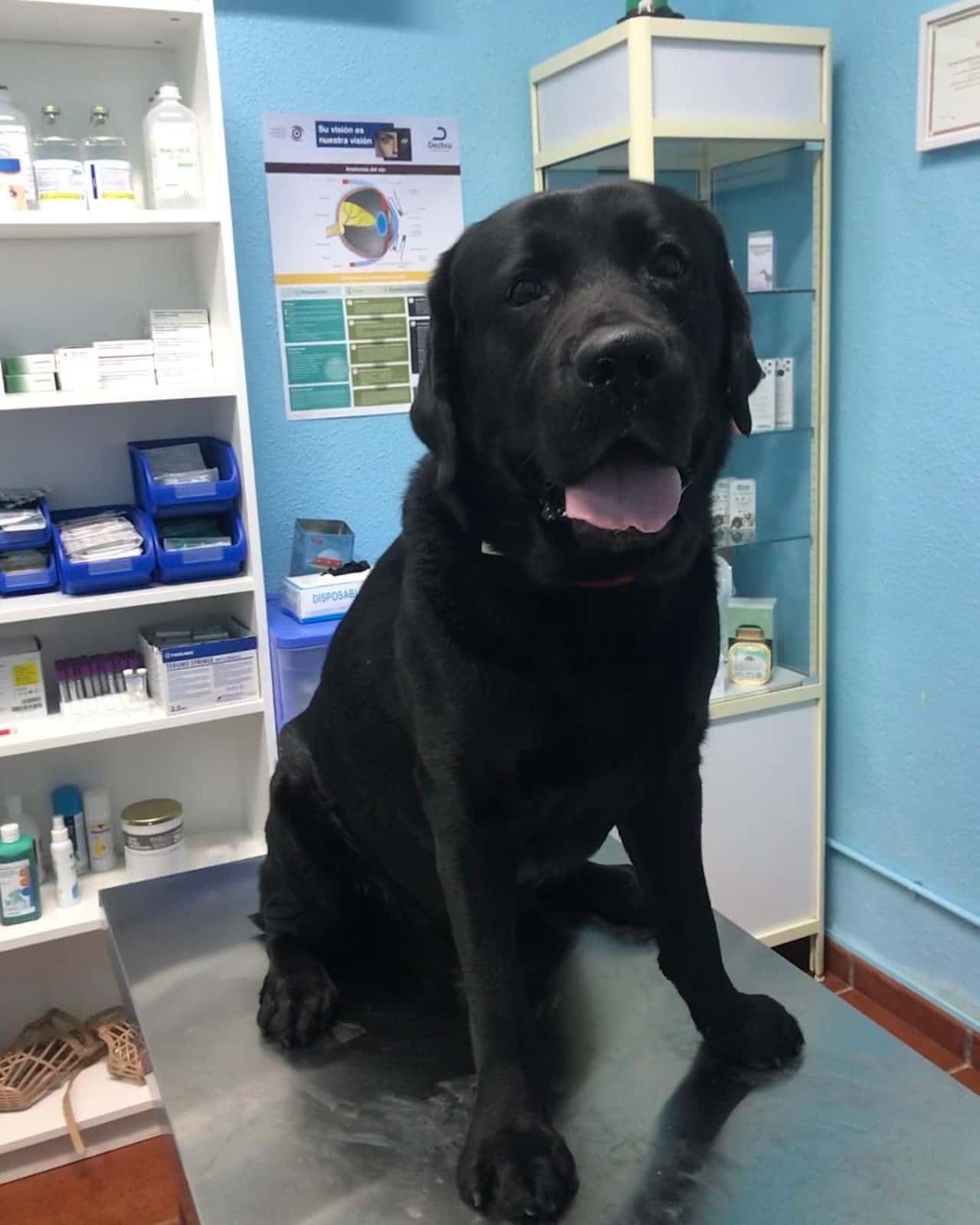 Centro Veterinario El Lebrel