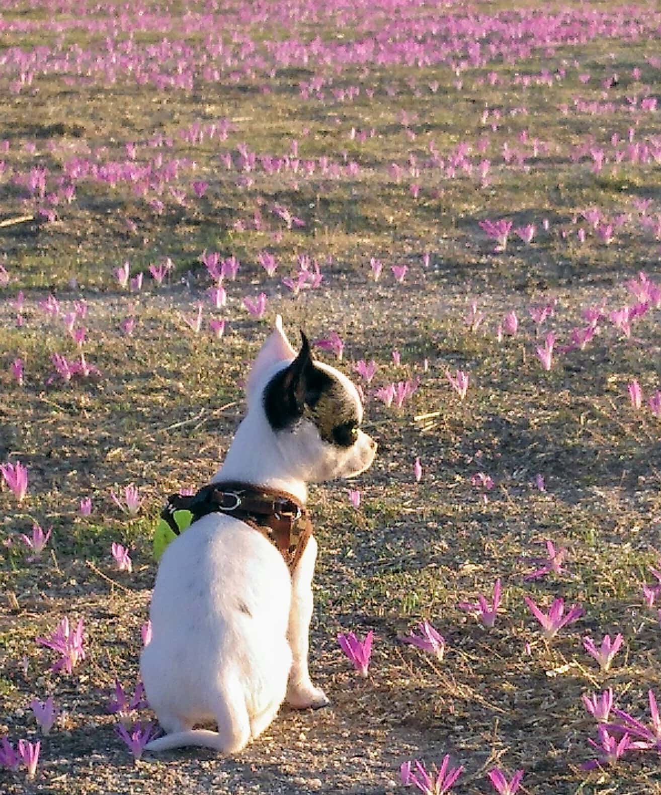 Lafervet
