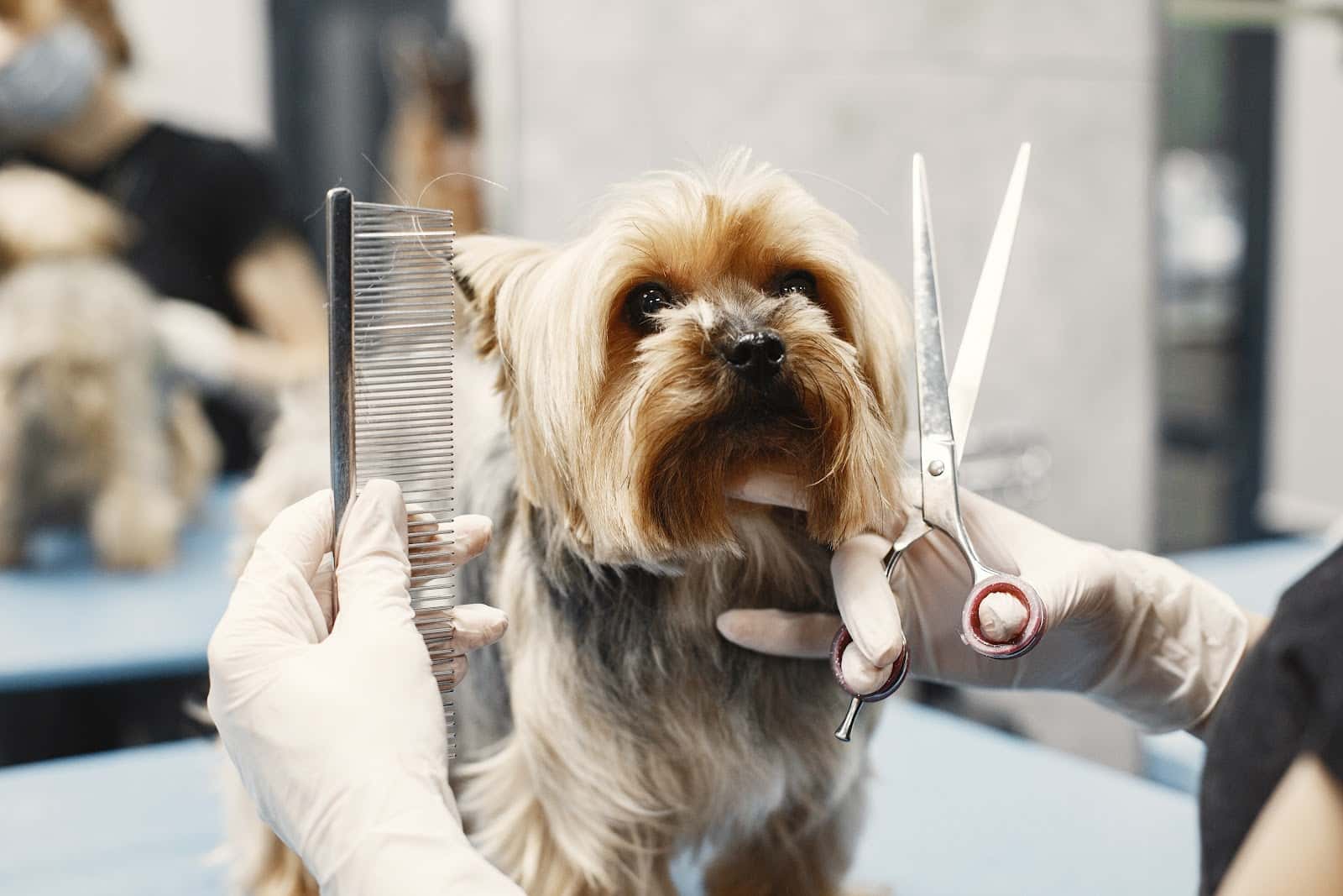 lafervet veterinario centro en penaranda de bracamonte en salamanca principalImage ADOPTA Sitios Pet Friendly