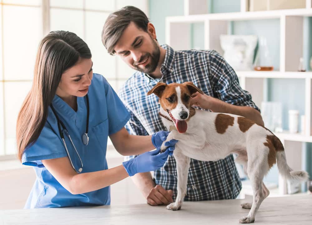 CLINICA ALVIS GREDOS-URGENCIAS Y CONSULTAS VETERINARIAS-
