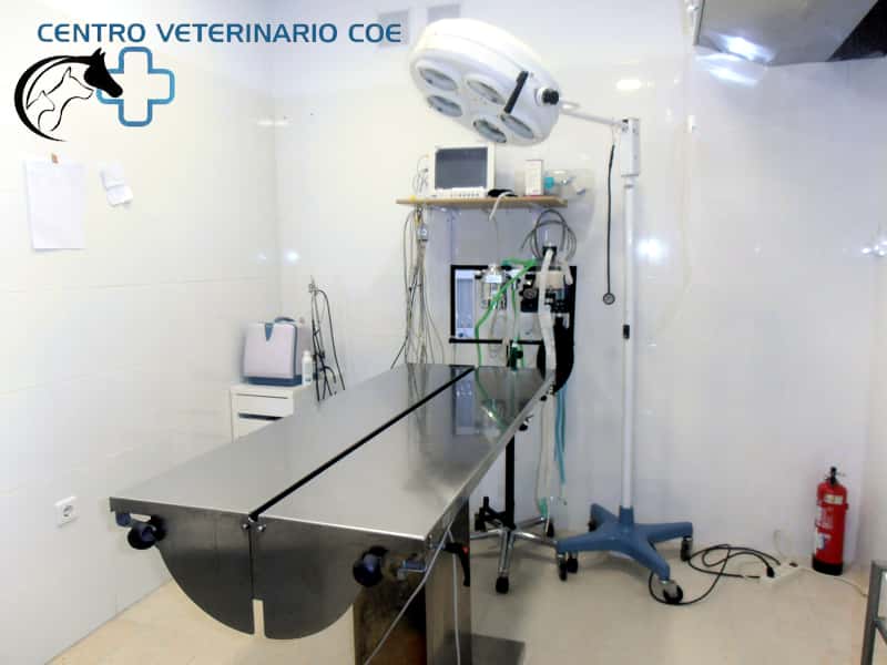 CENTRO VETERINARIO COE