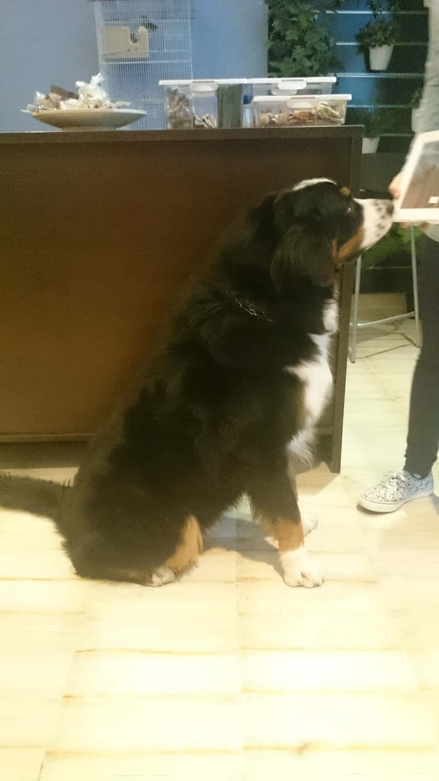 CLINICA VETERINARIA ALMENDRALEJO TUCÁN