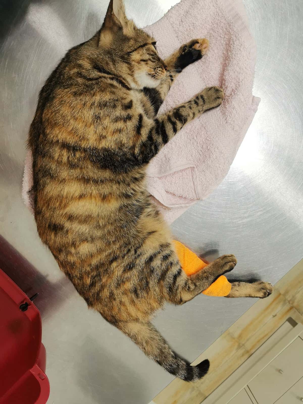 CLINICA VETERINARIA ALMENDRALEJO TUCÁN