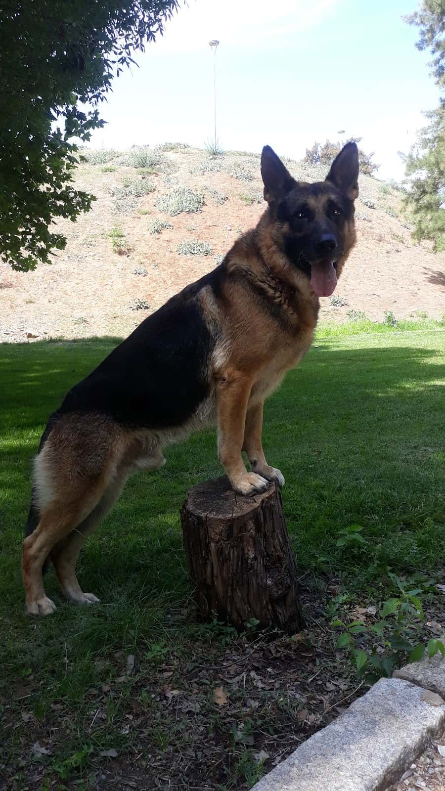 CLINICA VETERINARIA ALMENDRALEJO TUCÁN