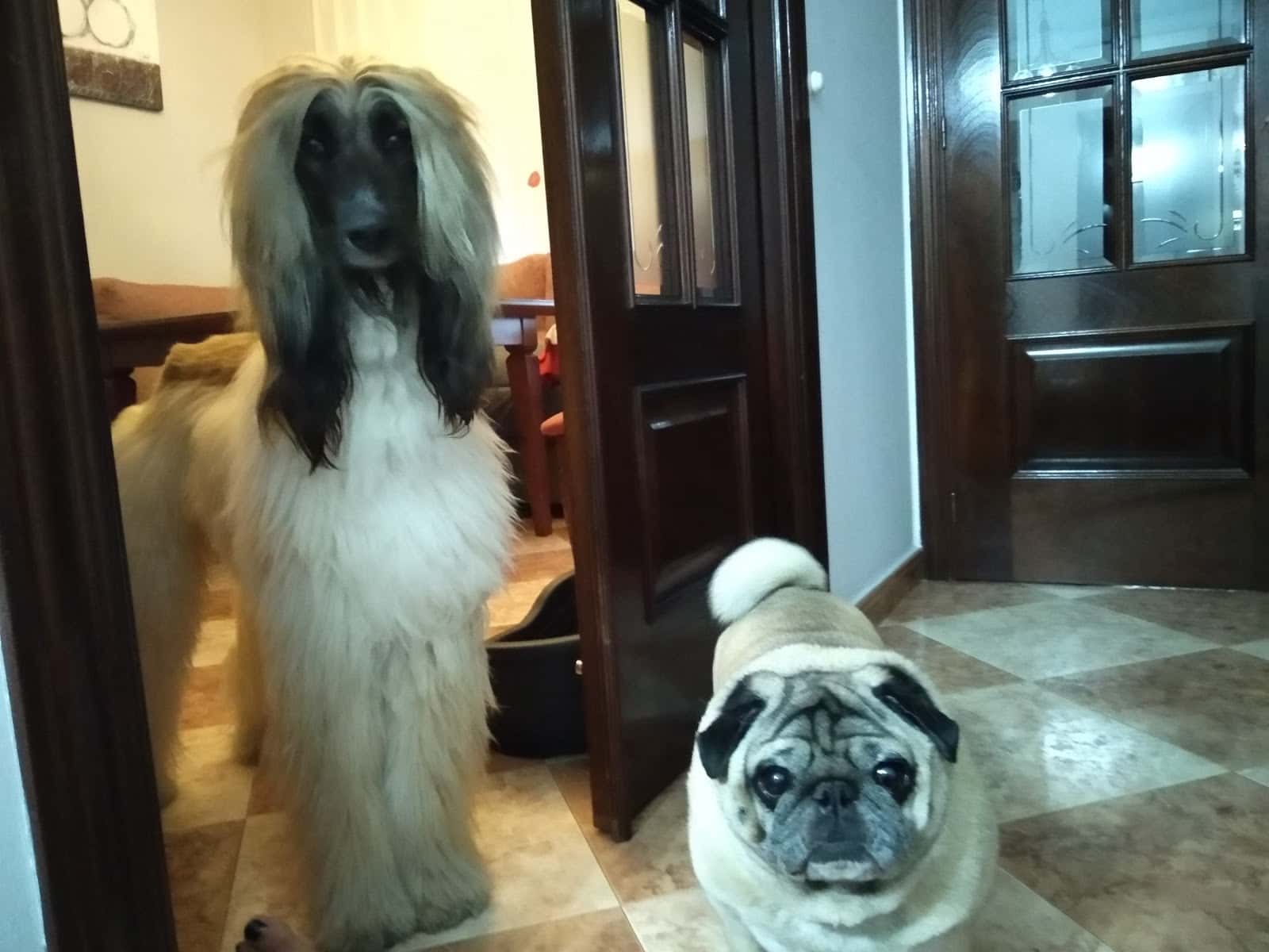 Clínica Veterinaria La Paz