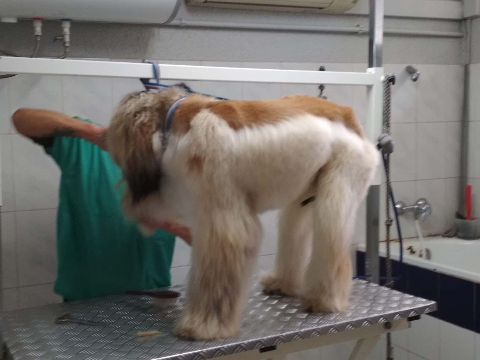 clinica veterinaria la paz veterinario clinica en almendralejo en badajoz principalImage ADOPTA Sitios Pet Friendly