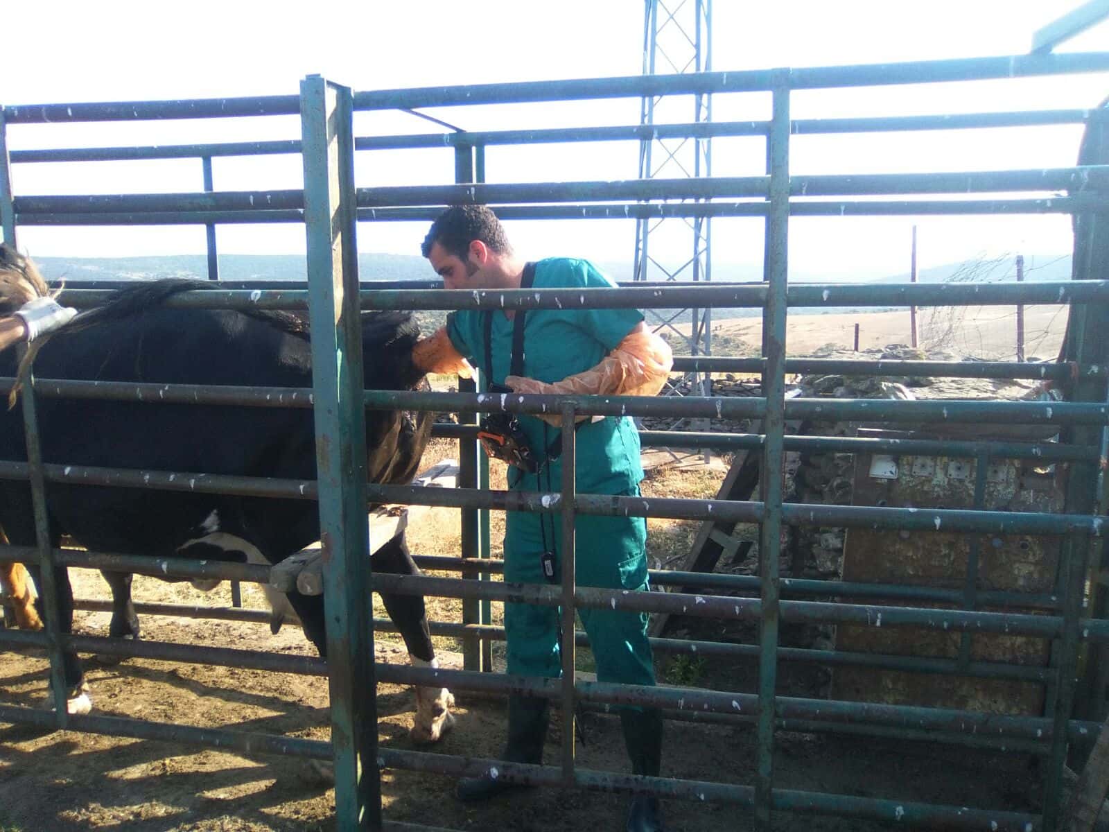 VETERINARIO CLÍNICO MANUEL CHAPARRO SANZ