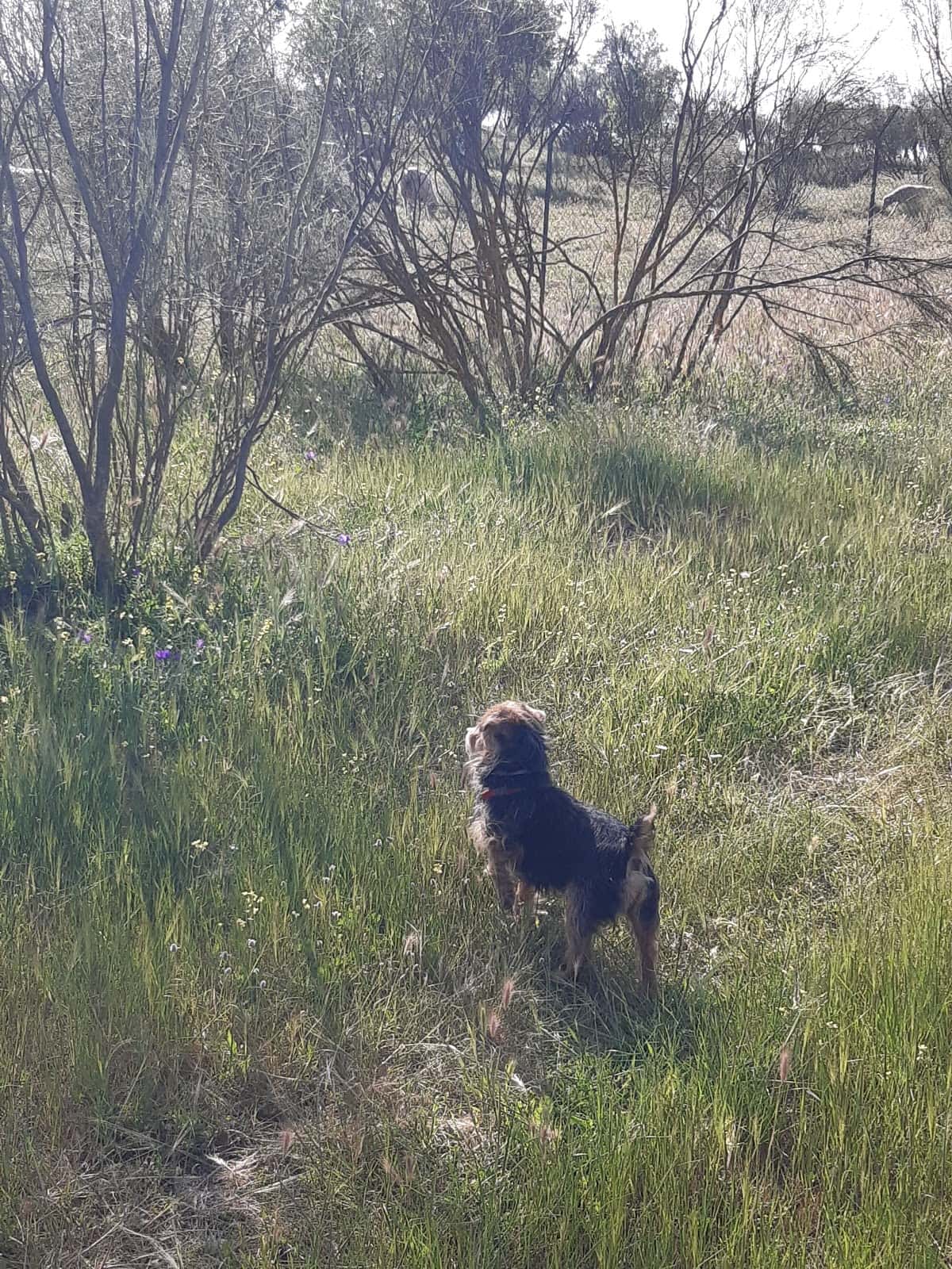 Clínica Veterinaria Dogtorex