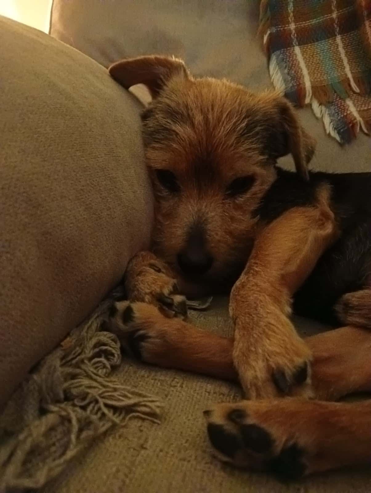 Clínica Veterinaria Dogtorex