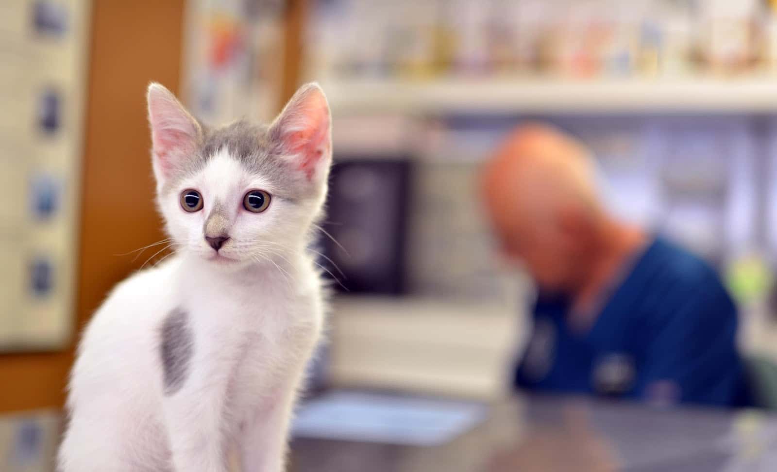 DOVET Clínica Veterinaria