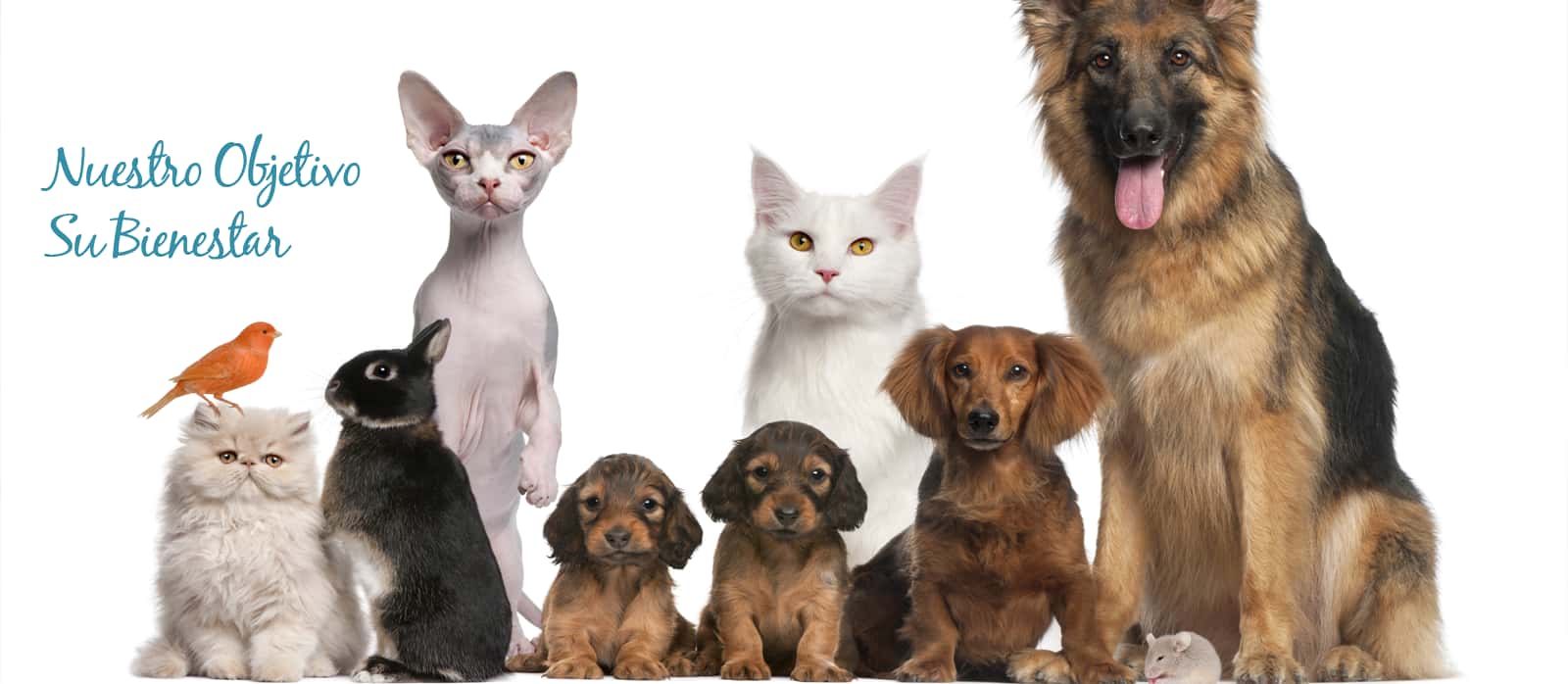 clinica veterinaria alcazaba   clinica veterinaria en badajoz veterinario clinica barrio badajoz en badajoz en badajoz principalImage ADOPTA Sitios Pet Friendly