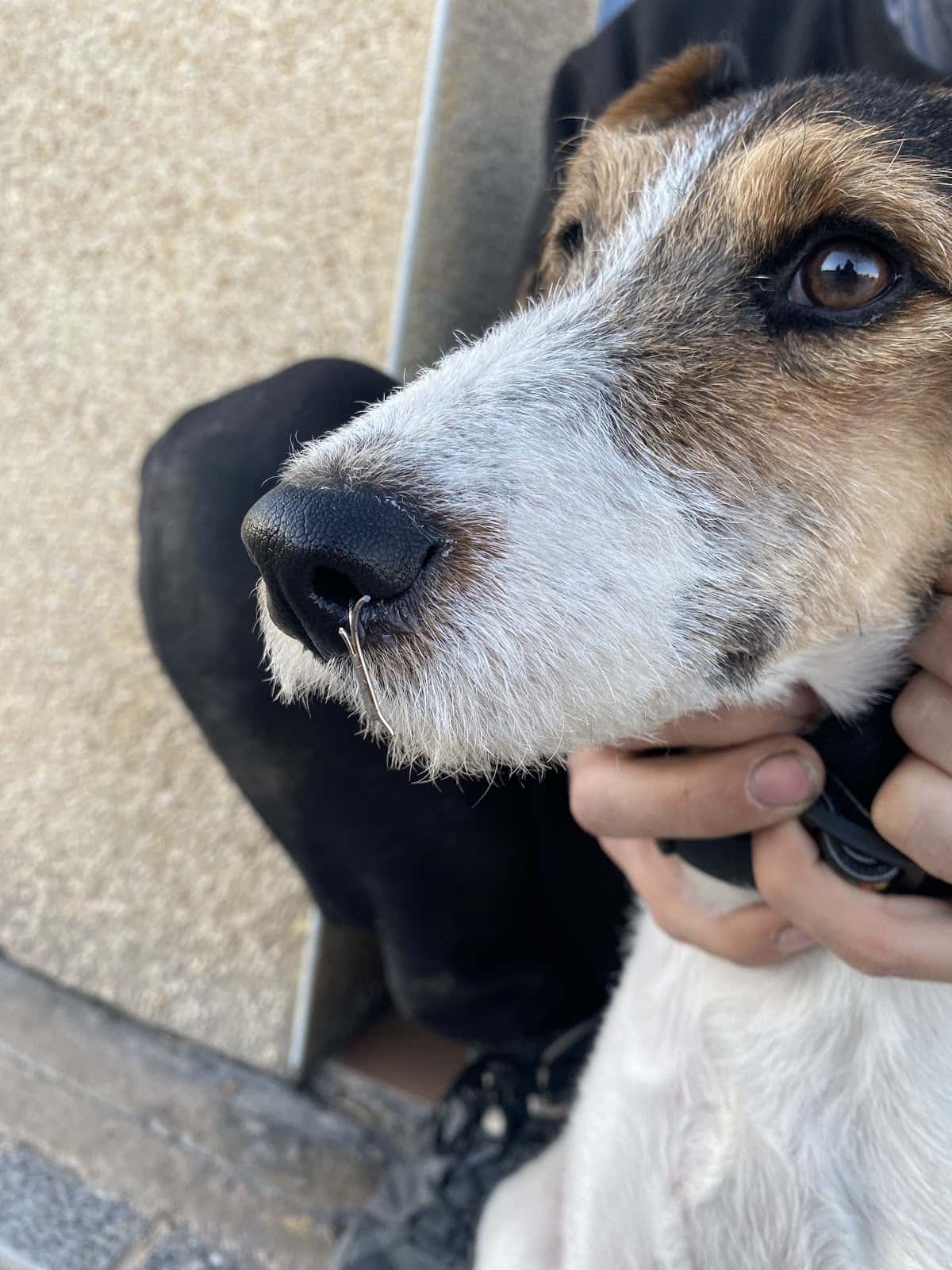 Centro Canino Badajoz