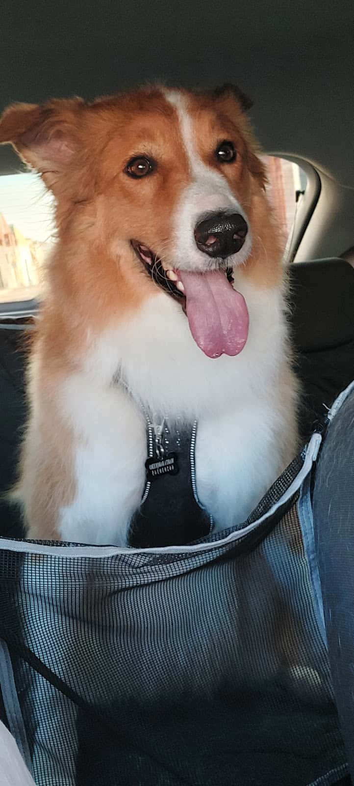 clinica veterinaria lourdes caballero veterinario clinica en castuera en badajoz photo undefined ADOPTA Sitios Pet Friendly