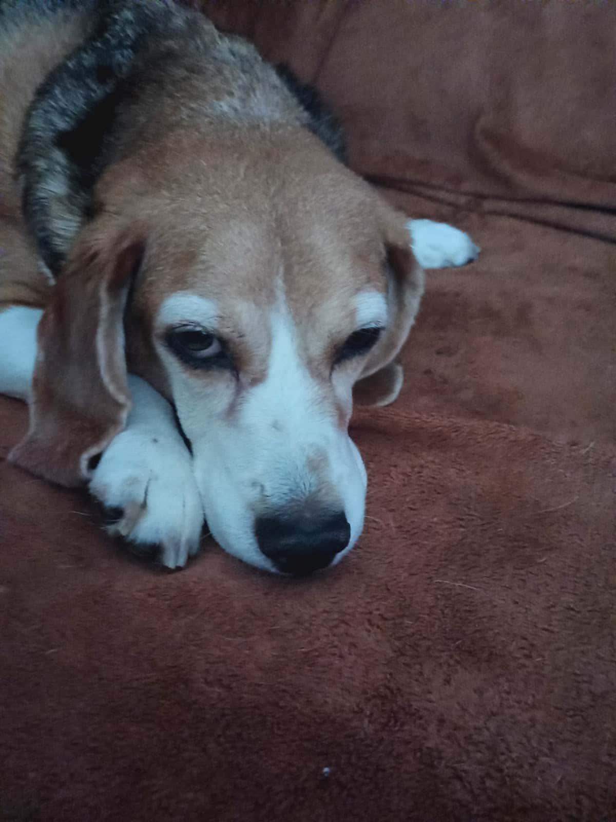 clinica veterinaria lda  maria fernandez veterinario clinica en quintana de la serena en badajoz principalImage ADOPTA Sitios Pet Friendly