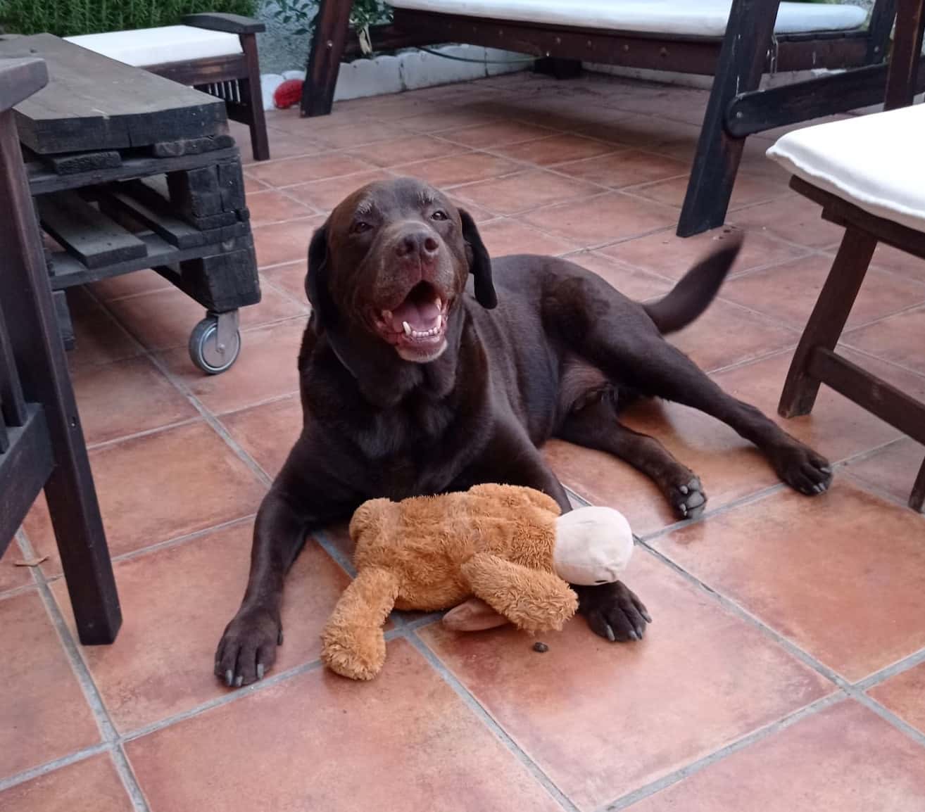 Clínica Veterinaria Bregus