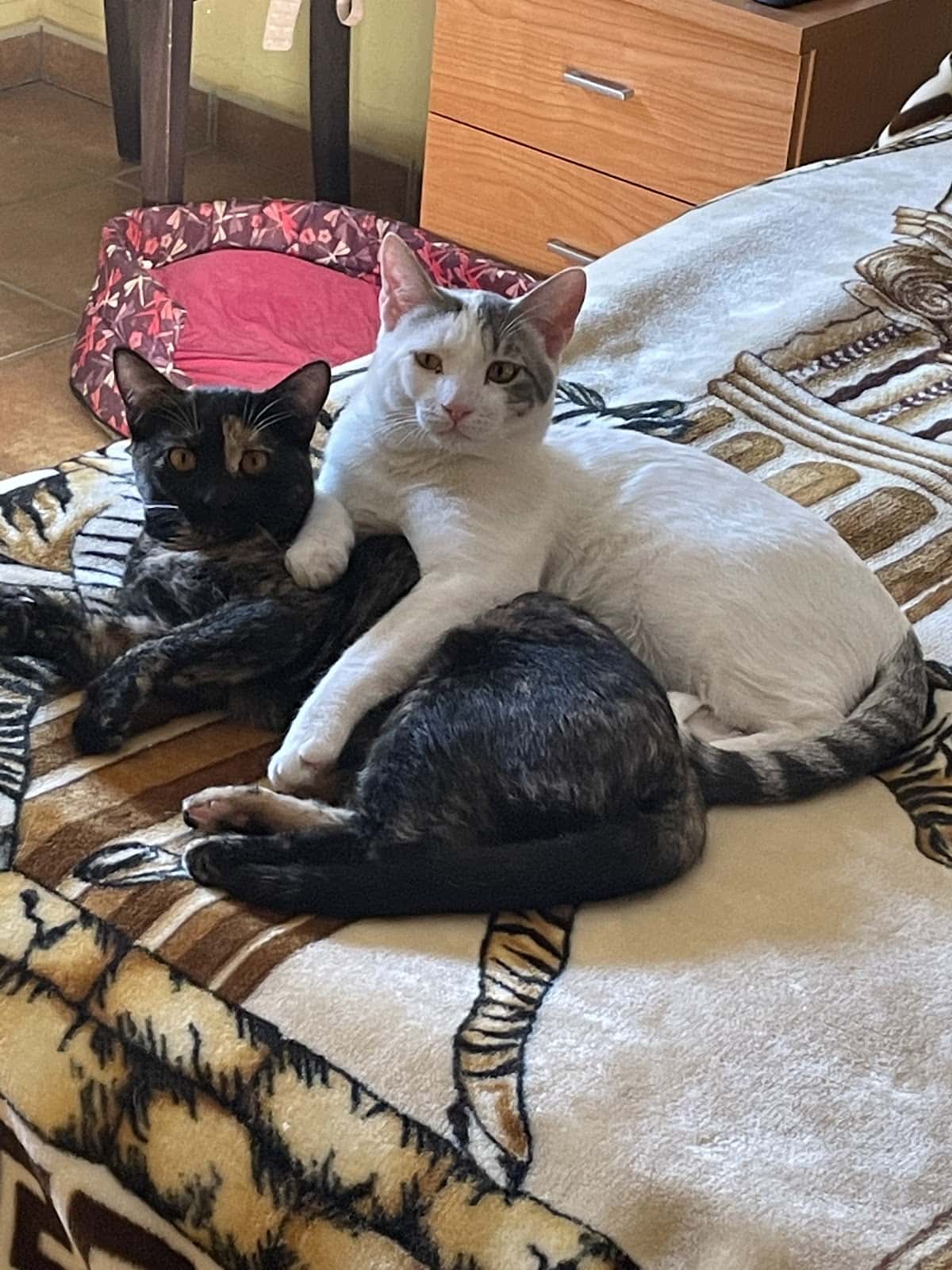 Clínica Veterinaria Lares