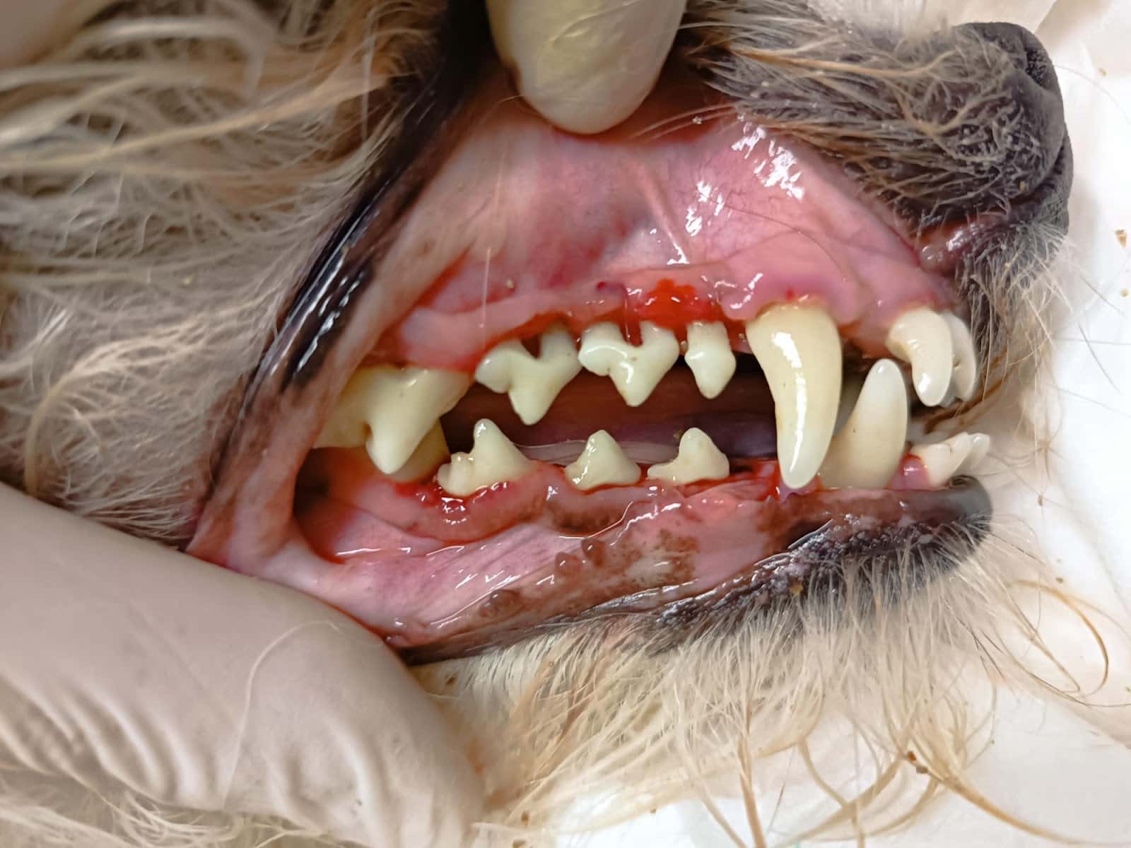 Clínica Veterinaria Lares