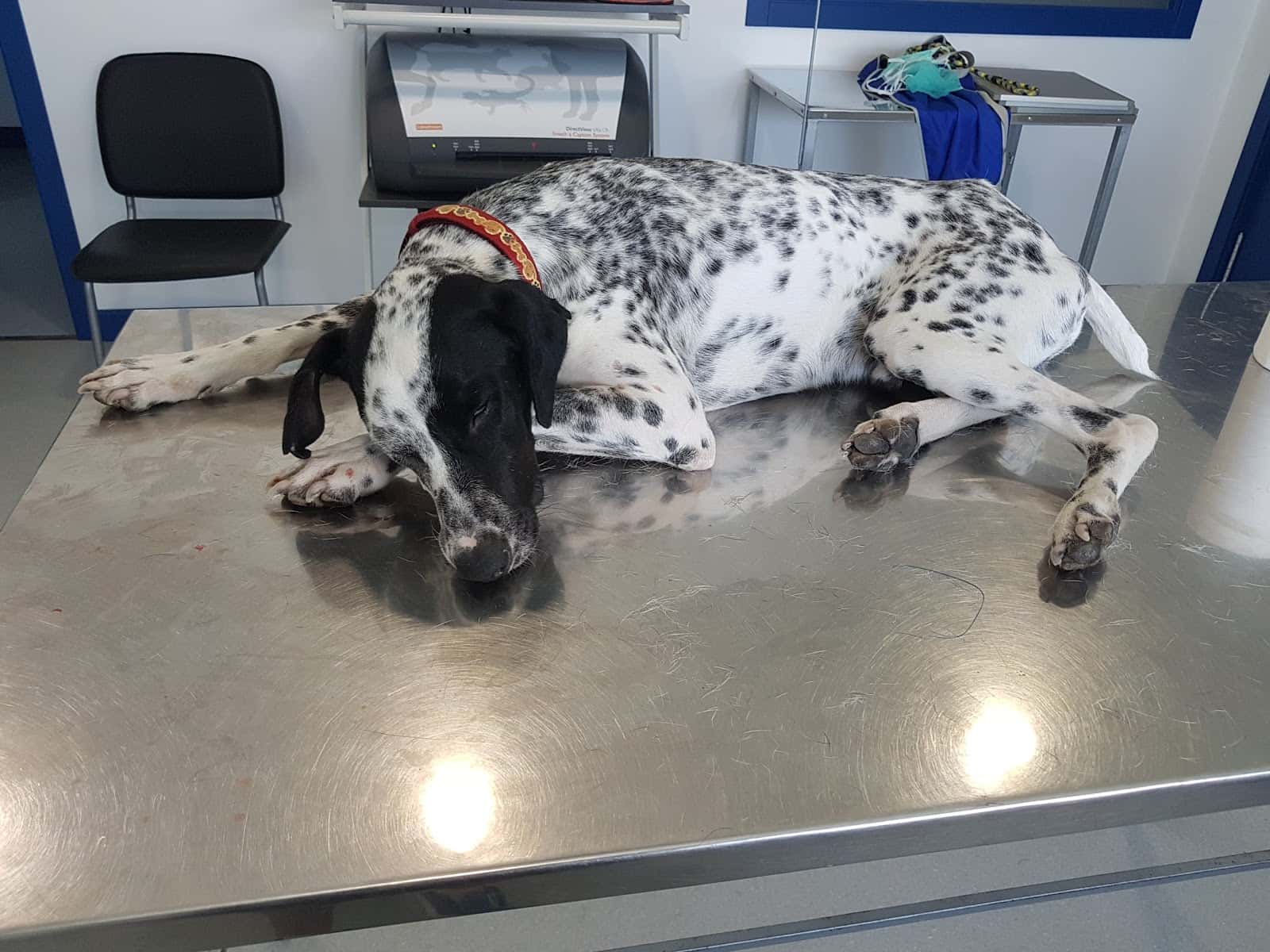 Clinica Veterinaria PEQUESALUD