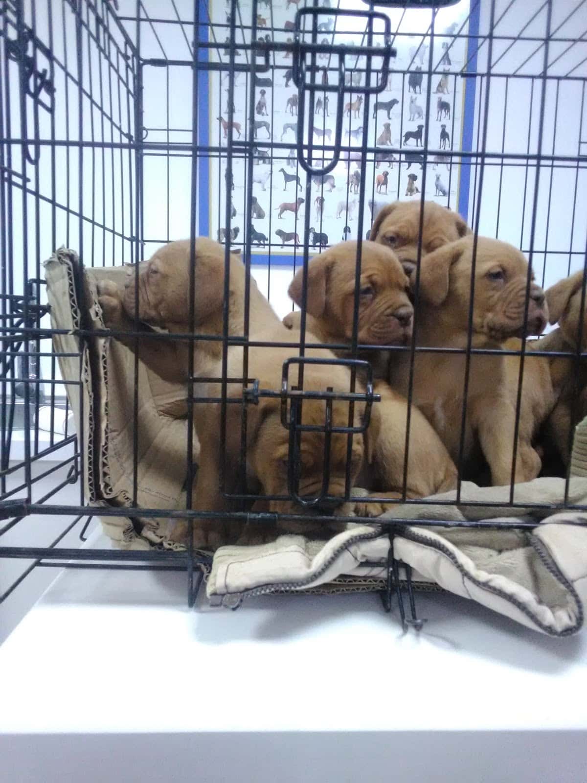 Clinica Veterinaria PEQUESALUD