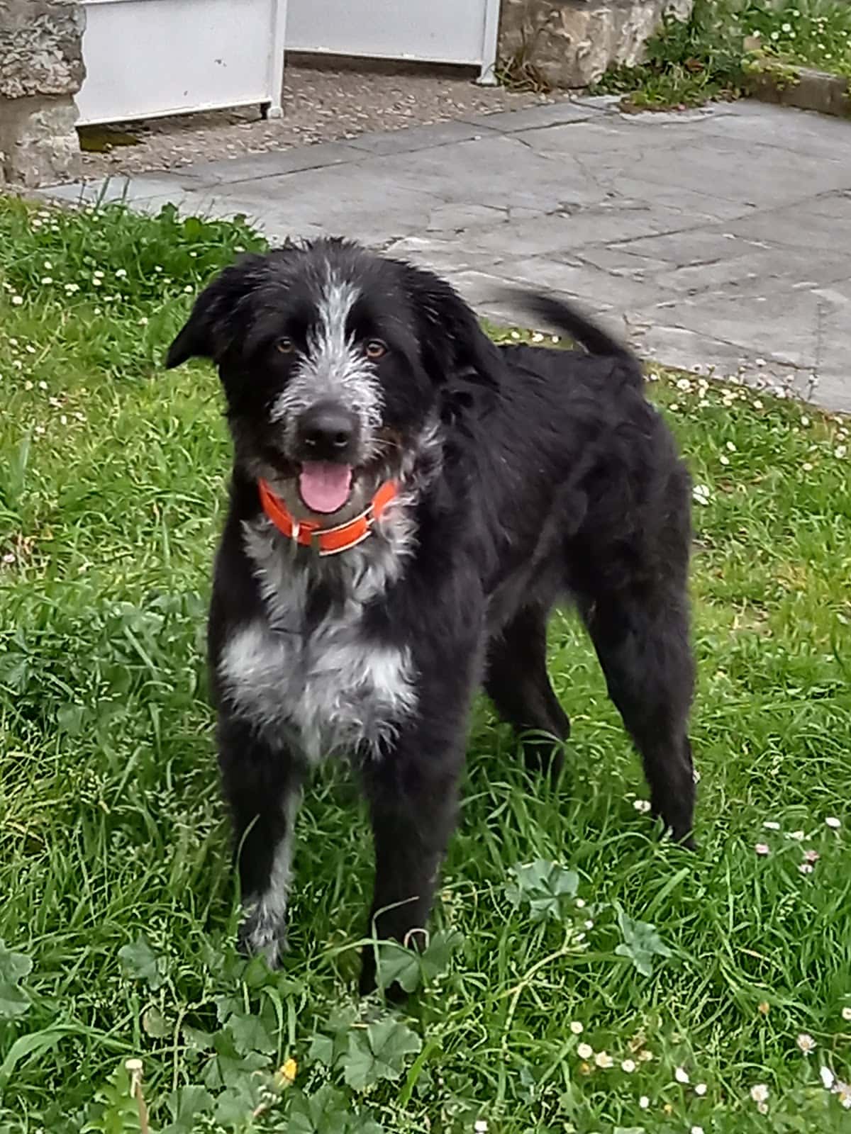 GLOBALVET VETERINARIOS