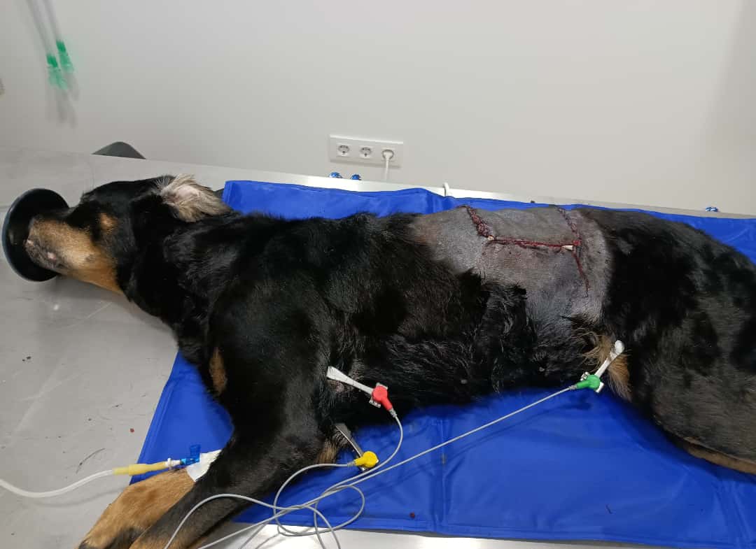 GLOBALVET VETERINARIOS