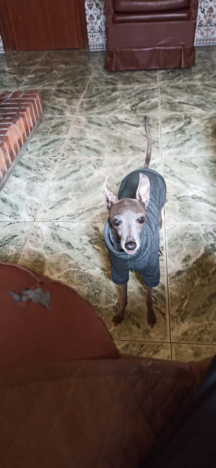 GLOBALVET VETERINARIOS