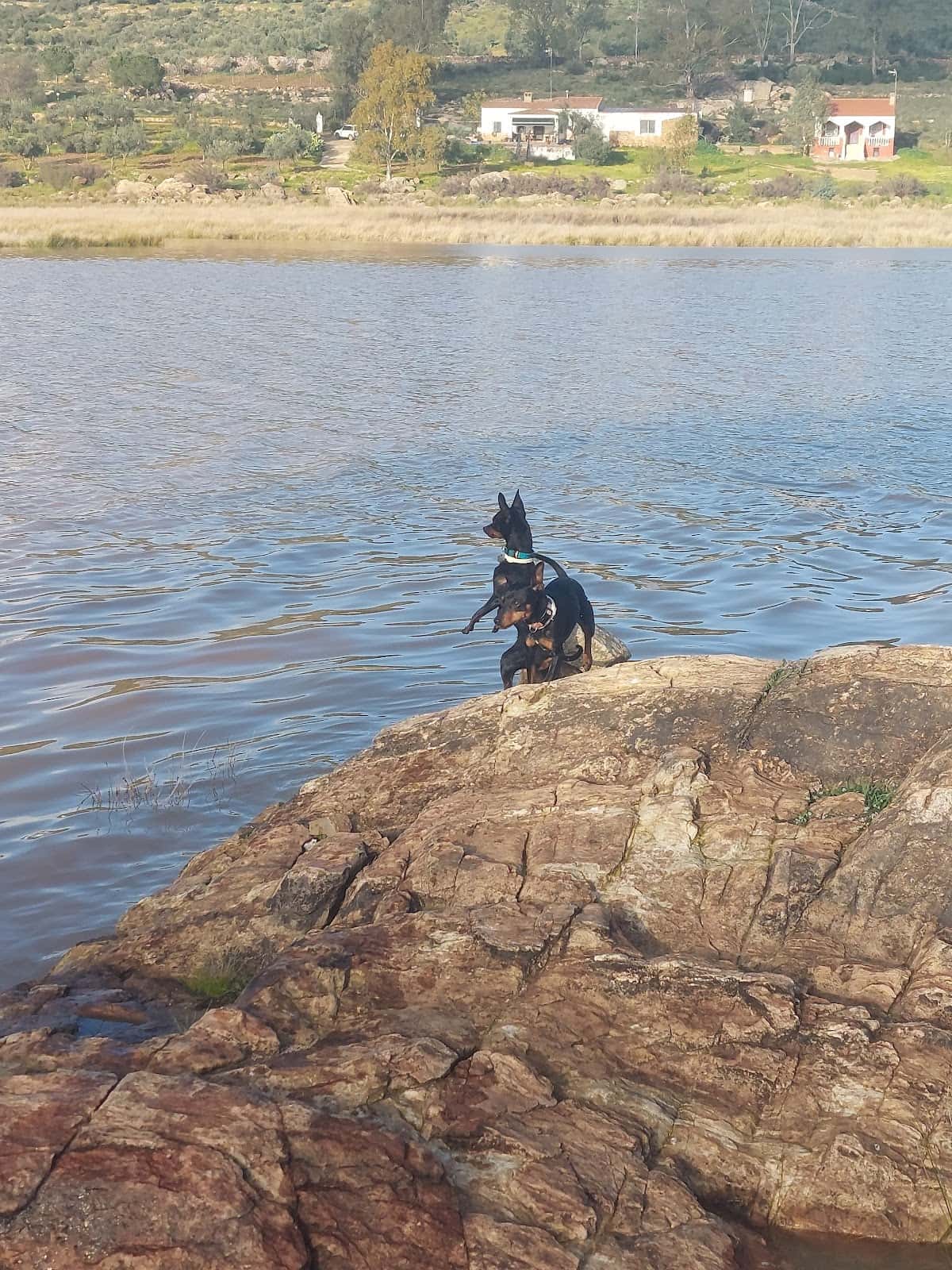 globalvet veterinarios veterinario centro en zalamea de la serena en badajoz principalImage ADOPTA Sitios Pet Friendly