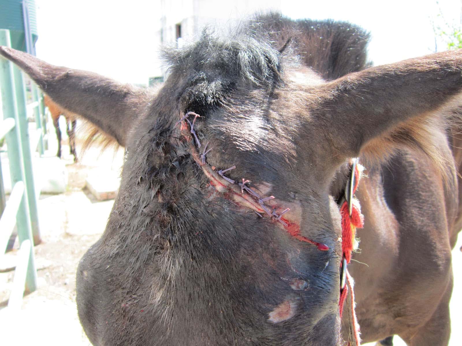 Veterinario Ambrosio González