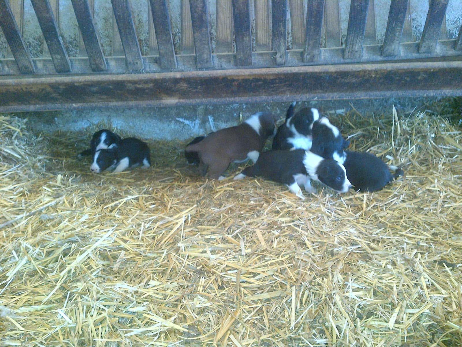 Veterinario Ambrosio González