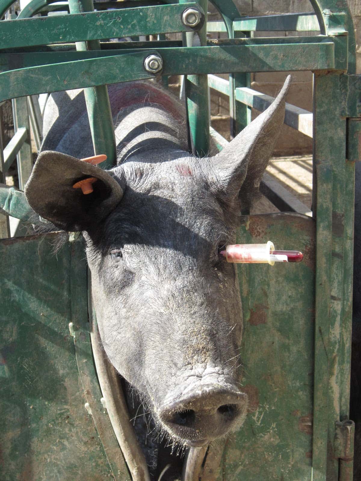 Veterinario Ambrosio González