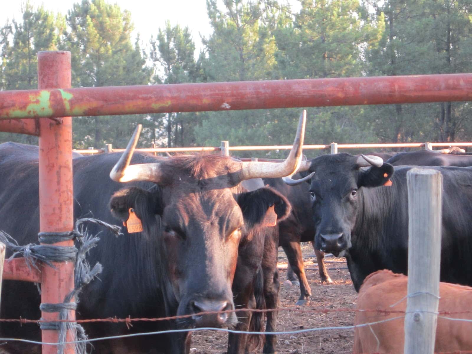 Veterinario Ambrosio González