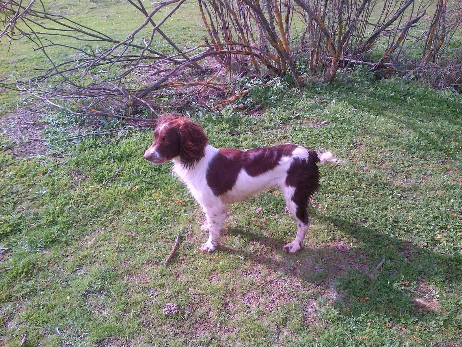 veterinario ambrosio gonzalez veterinario centro en castuera en badajoz photo undefined ADOPTA Sitios Pet Friendly
