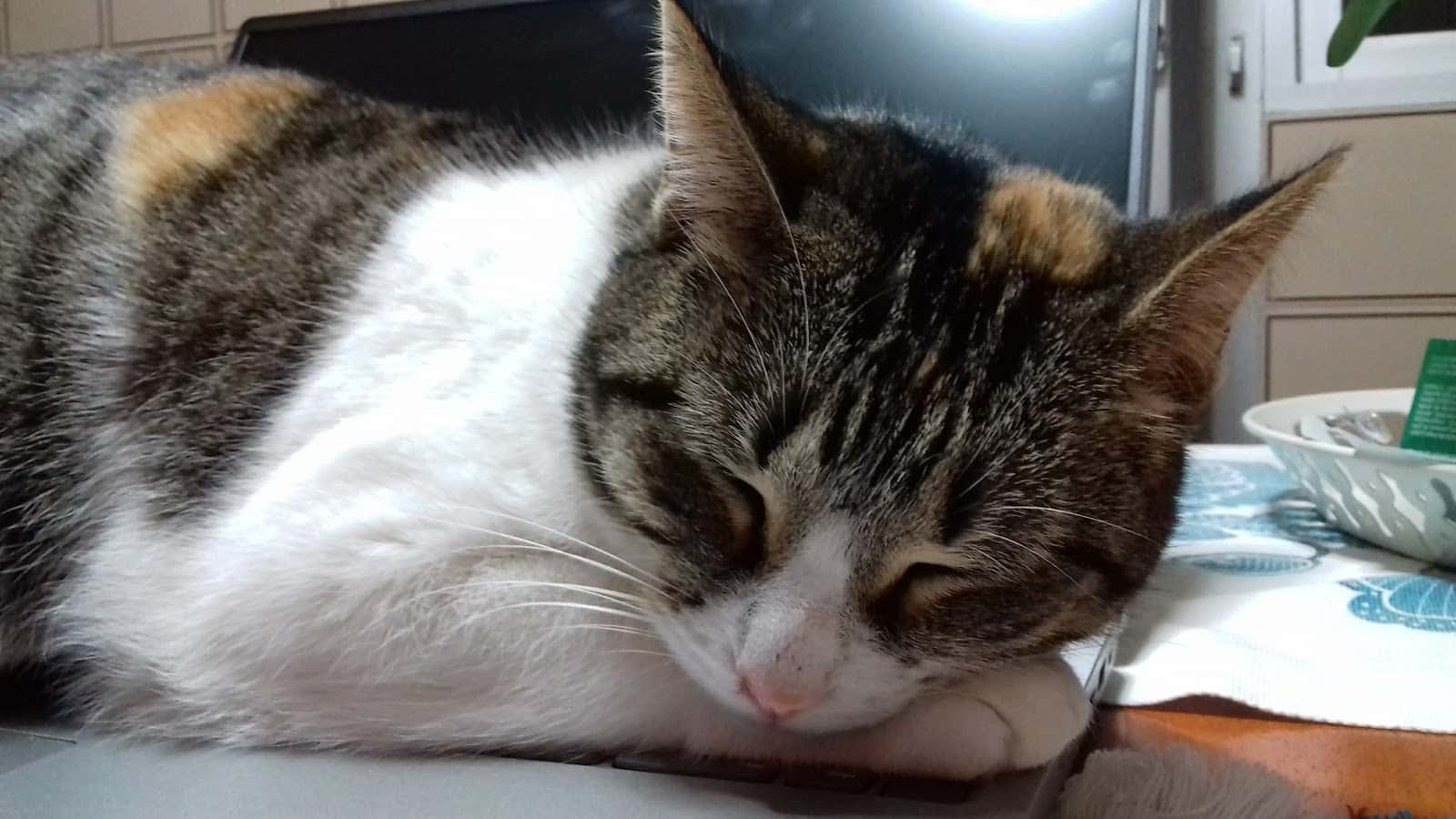 CLÍNICA VETERINARIA GAVETEX - MONTIJO
