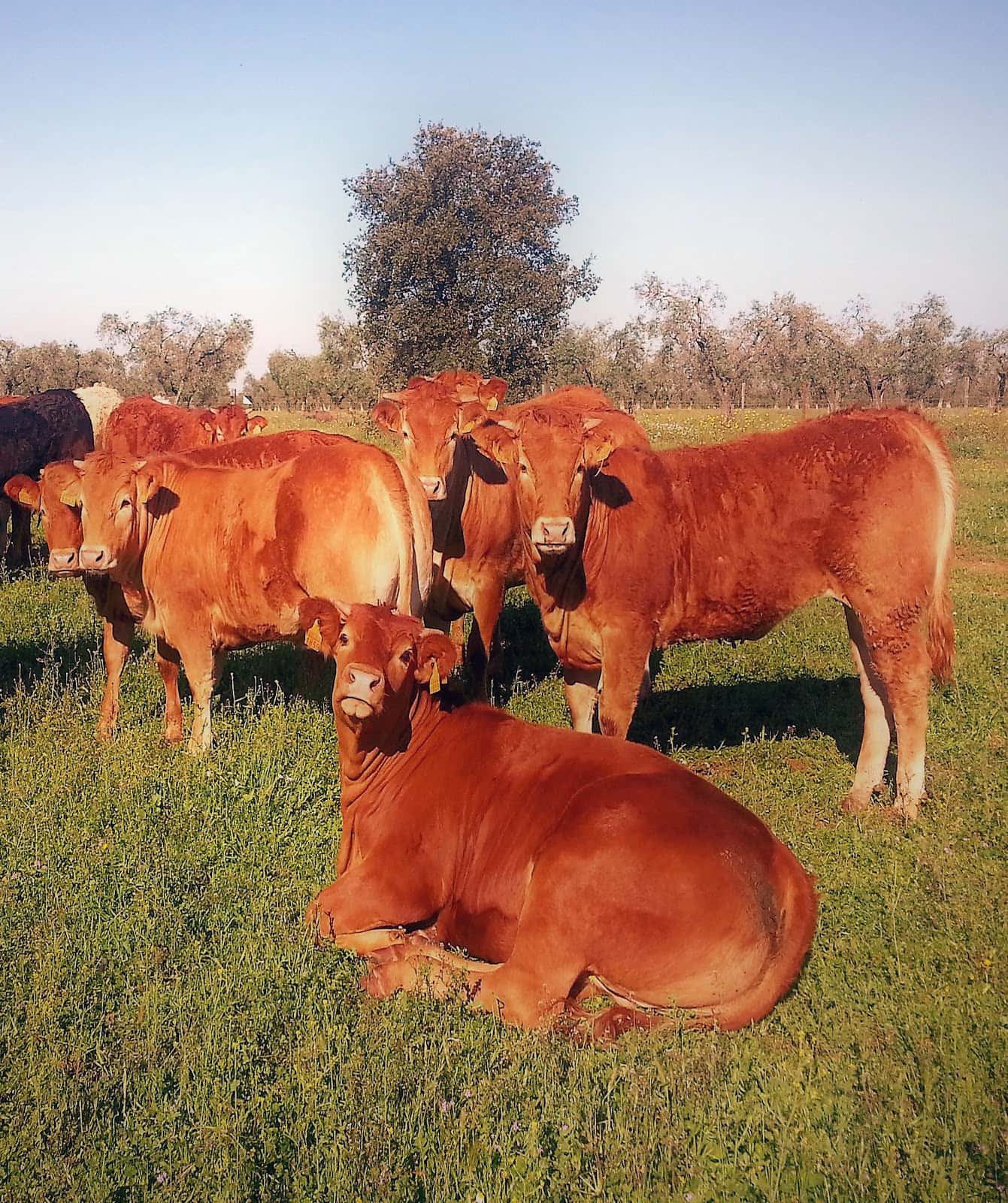 Agropexsa Veterinaria