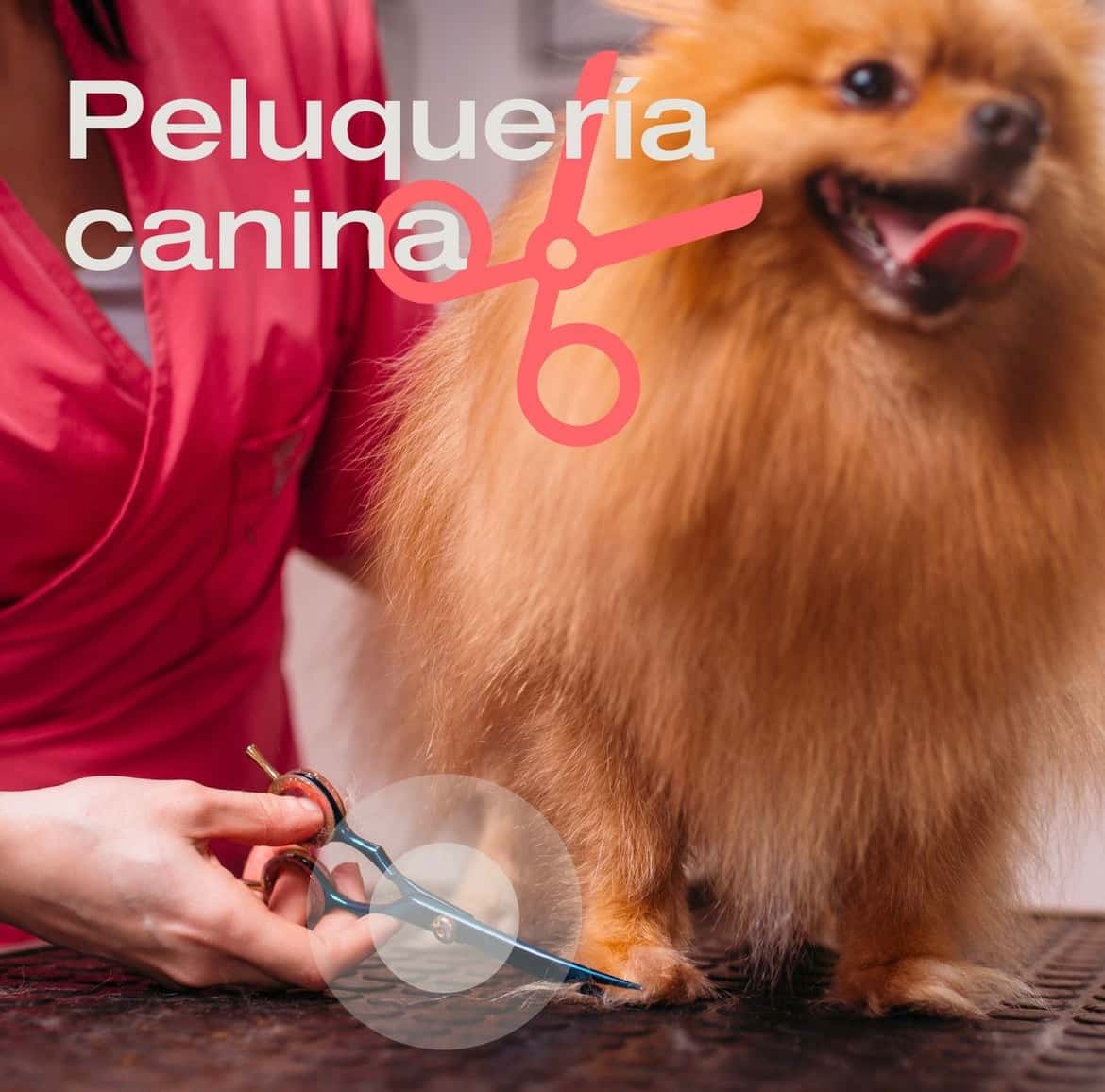 Clínica Veterinaria Vetium