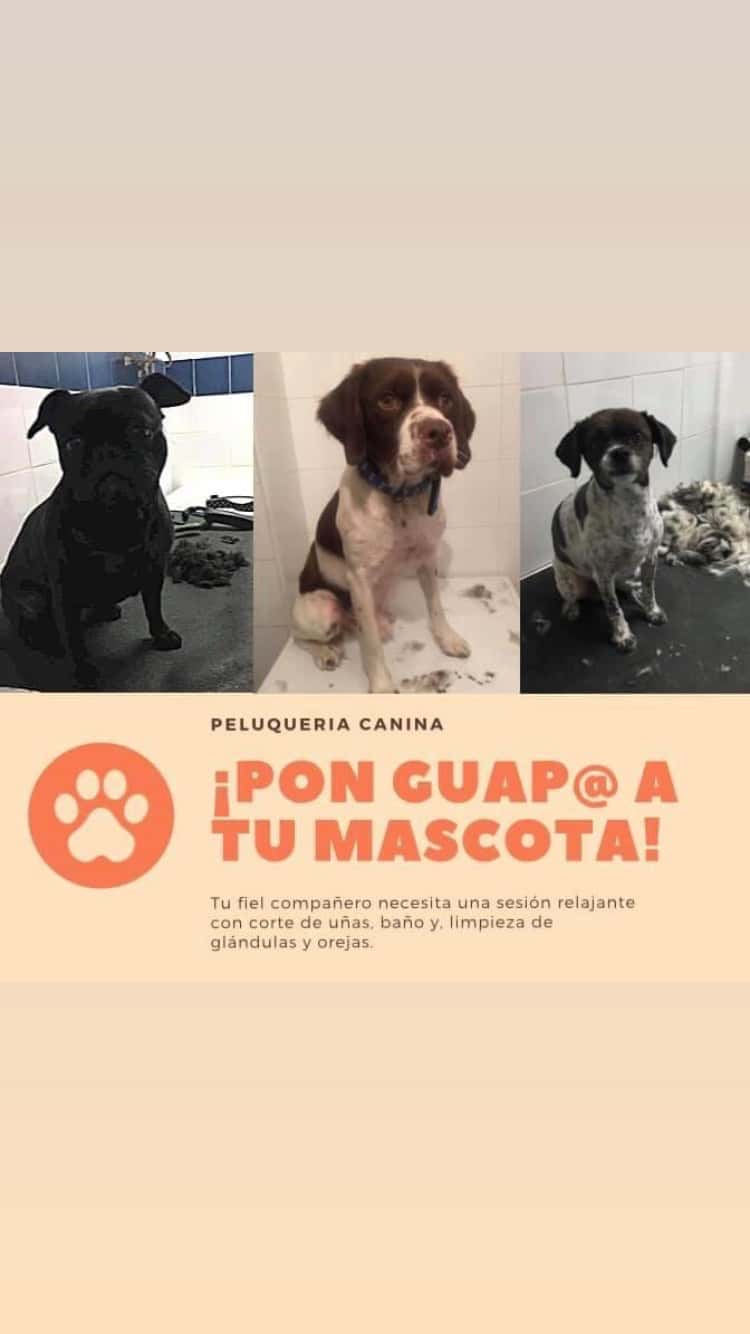 Veterinaria D. Moreno