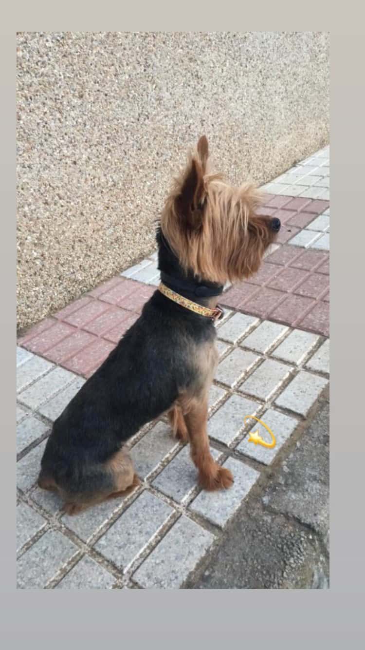 Veterinaria D. Moreno