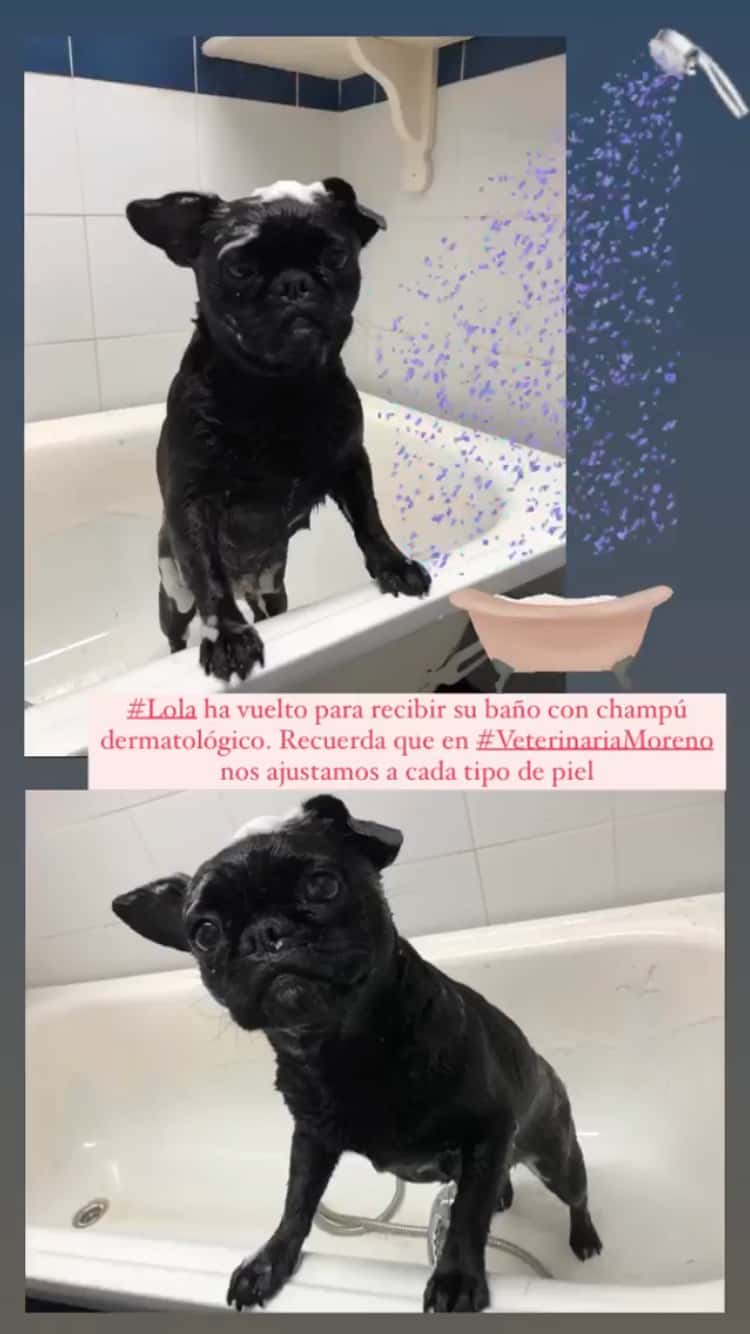 Veterinaria D. Moreno