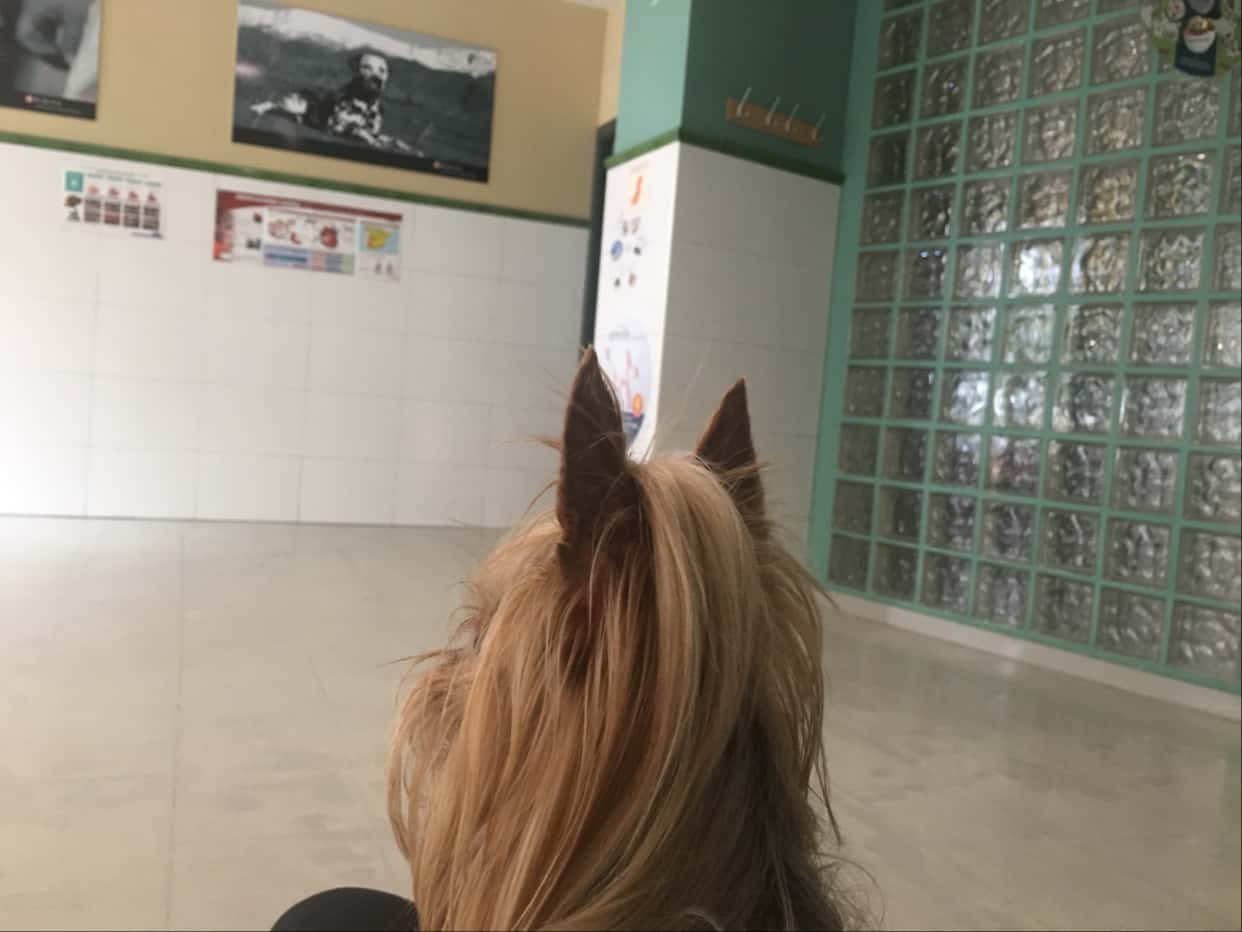 Clínica Veterinaria Servicio Veterinario Extremeño