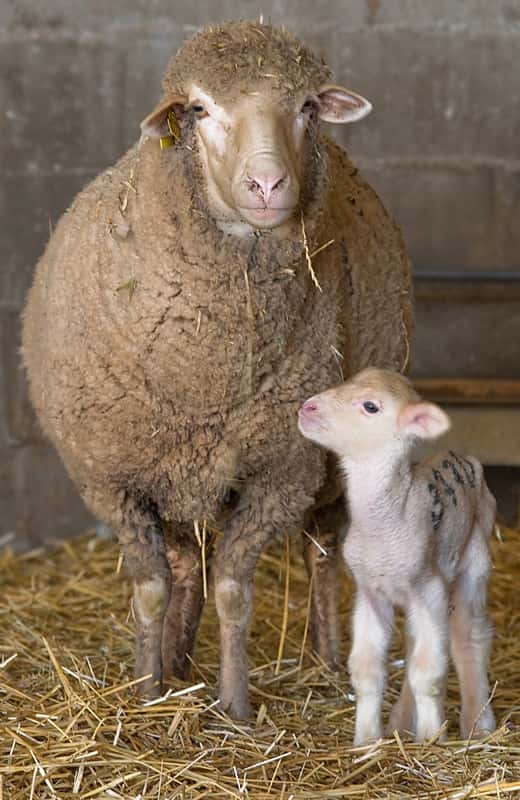 agropexsa don benito veterinario centro en don benito en badajoz principalImage ADOPTA Sitios Pet Friendly