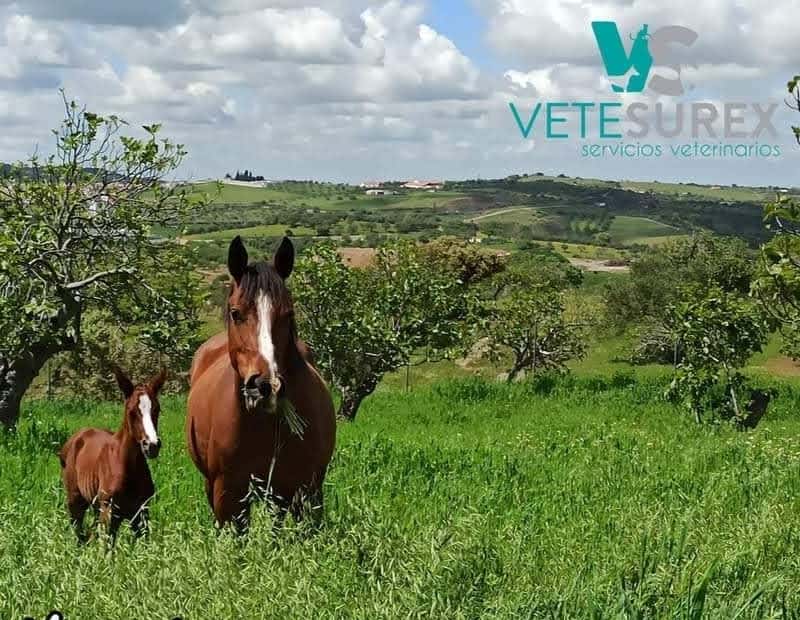 Vetesurex Centro Veterinario