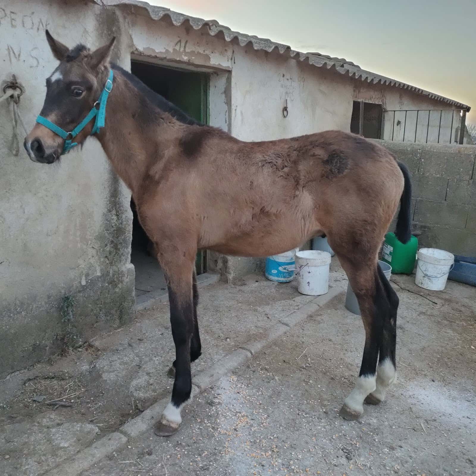 Vetesurex Centro Veterinario