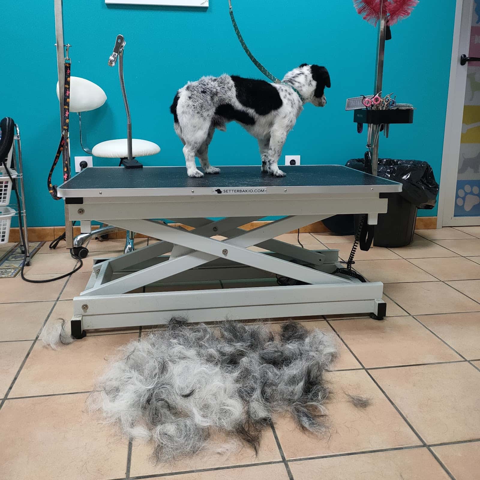 vetesurex centro veterinario veterinario centro en monesterio en badajoz principalImage ADOPTA Sitios Pet Friendly