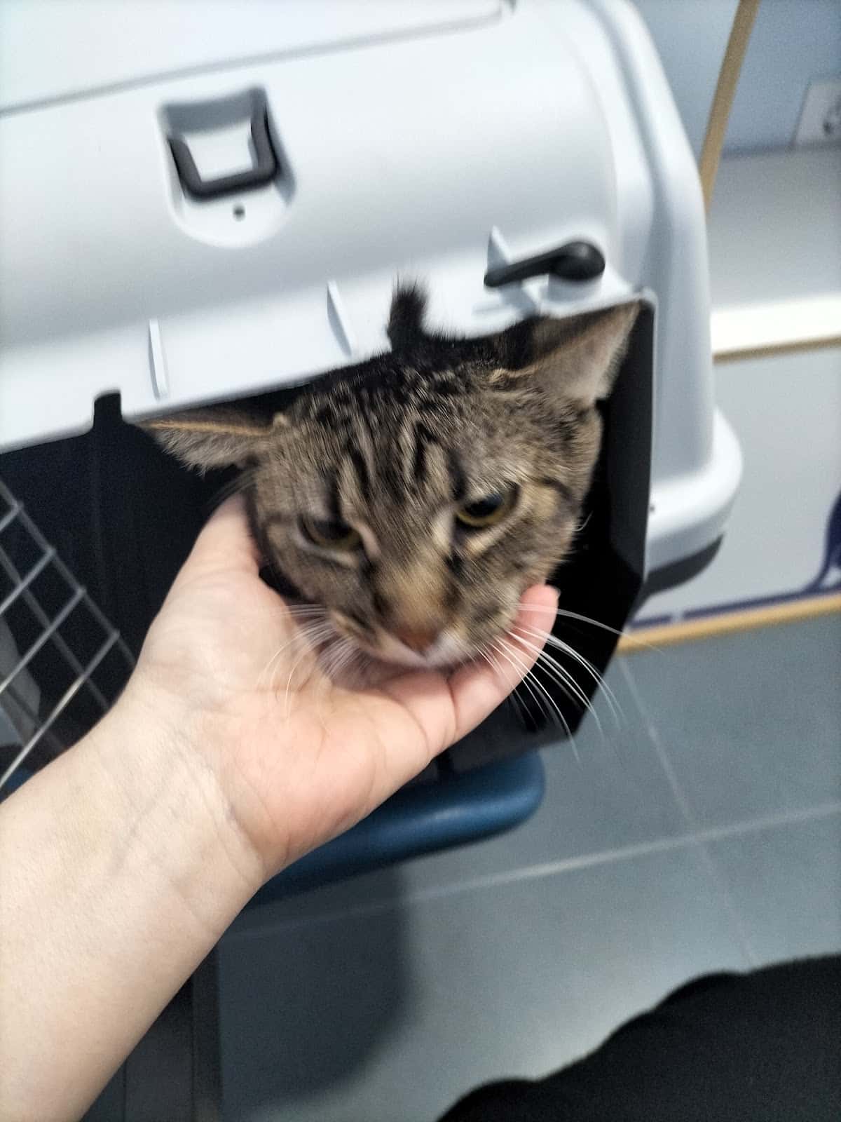 Guadiavet Clínica Veterinaria en Don Benito